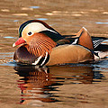 Mandarin Duck Glory