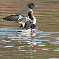 Red-breasted Merganser