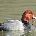 Redhead Duck