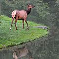 Elk Alertness