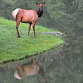 Elk Reflection