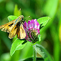 Tawny-edged Skipper