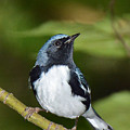 Black-throated Blue