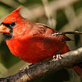 Cardinal Up Close