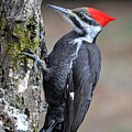Pileated Woopecker  Female