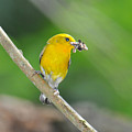 Prothonotary Warbler Mouth Full