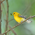 Prothonotary Warbler with Worm