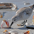 Sandpiper