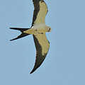Swallow-tailed Kite