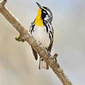 Yellow-throated Warbler