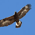 Golden Eagle
