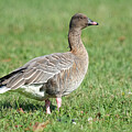 Pink-footed Goose